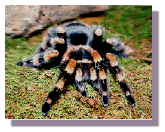 [Mexican redknee]