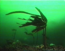 Slimy Seaweed
